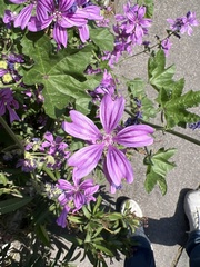 Malva sylvestris