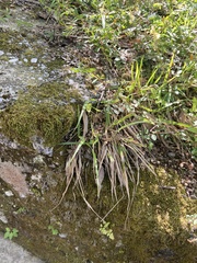 Bryophyta
