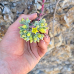 Dudleya candelabrum