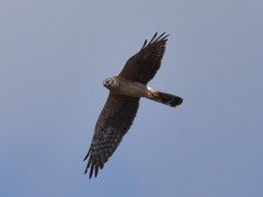 Circus macrourus