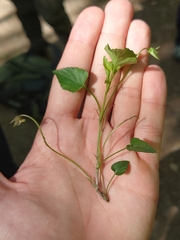 Viola reichenbachiana