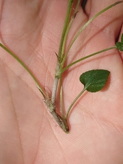 Viola reichenbachiana