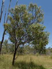 Acacia platycarpa