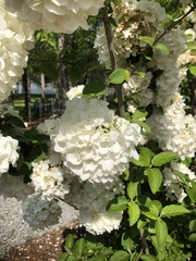 Viburnum macrocephalum
