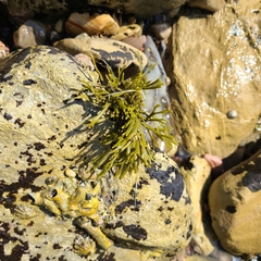 Pelvetiopsis limitata