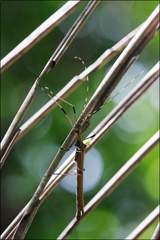 Pseudophasma blanchardi