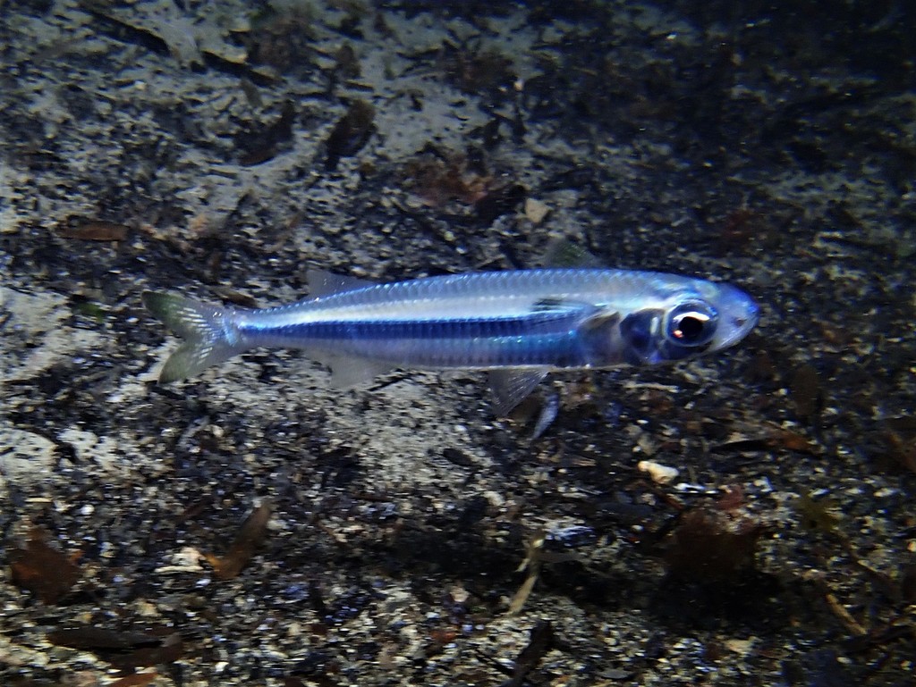 Common hardyhead (Atherinomorus vaigiensis) — Atherinidae