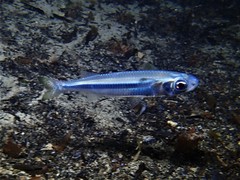 Atherinomorus vaigiensis