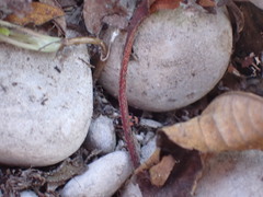 Horvathiolus superbus