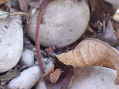 Horvathiolus superbus