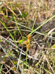 Rhynchospora fascicularis