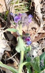 Pulmonaria mollis