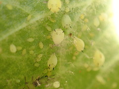 Aphis verbasci