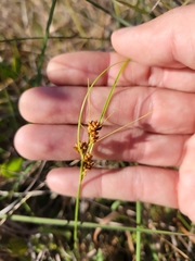 Rhynchospora fascicularis