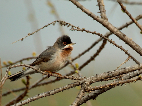Menetries's Warbler (Curruca mystacea), photo 3