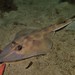 Western Shovelnose Ray - Photo (c) J. Martin Crossley, some rights reserved (CC BY-NC-SA), uploaded by J. Martin Crossley