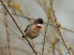 Curruca mystacea