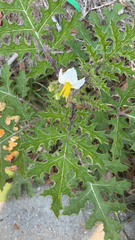 Solanum sisymbriifolium