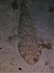 Platycephalus westraliae