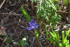 Iris lacustris
