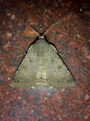 Pandesma quenavadi
