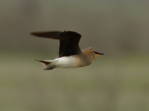 Canastera alinegra (Glareola nordmanni)
