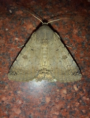 Pandesma quenavadi
