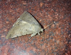 Pandesma quenavadi