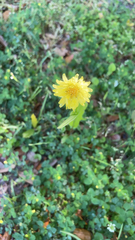 Pyrrhopappus pauciflorus