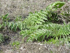 Cynara tournefortii
