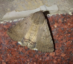 Pandesma quenavadi