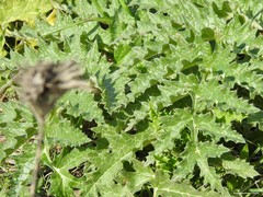 Cynara tournefortii