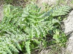 Cynara tournefortii