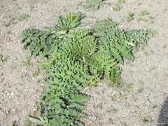 Cynara tournefortii