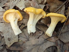 Cantharellus phasmatis