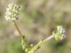 Valerianella discoidea