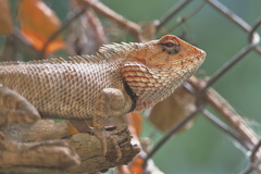 Calotes versicolor
