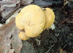 Cantharellus phasmatis