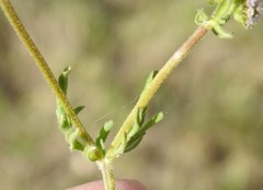 Valerianella discoidea