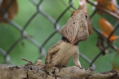 Calotes versicolor