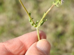Valerianella discoidea