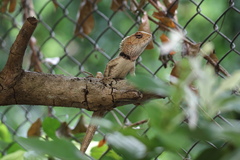 Calotes versicolor