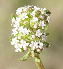 Valerianella discoidea