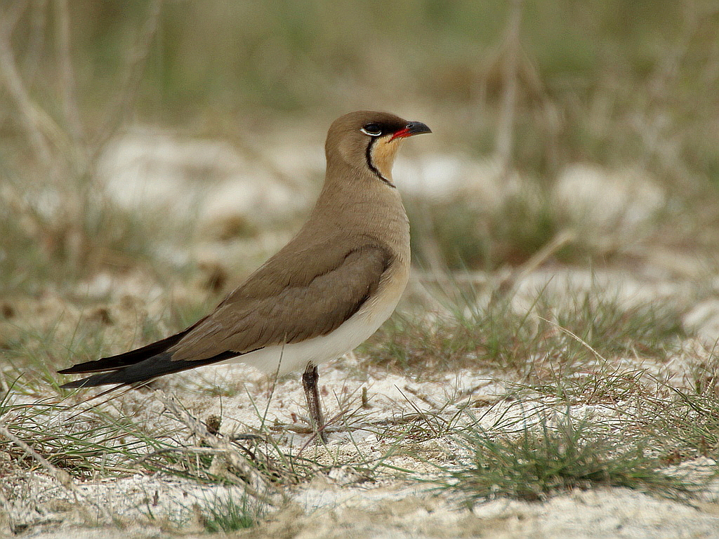 Collared Pratincole (Glareola pratincola)