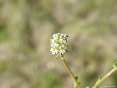 Valerianella discoidea