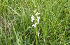 Anacamptis laxiflora