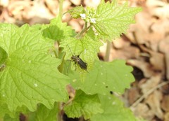 Cortodera humeralis