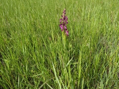 Anacamptis laxiflora