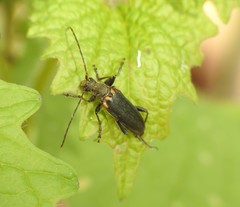 Cortodera humeralis