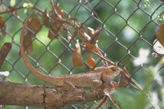 Calotes versicolor